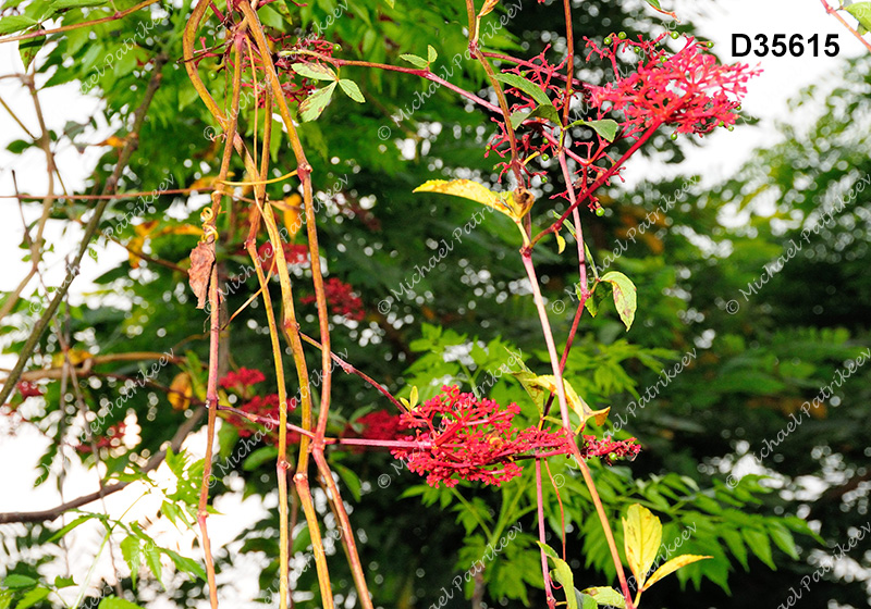 Cissus erosa (Vitaceae)